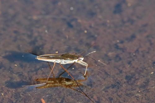 Gerris gibbifer
